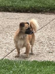 Found/Stray Male Dog last seen 16th and Salem, Lubbock, TX 79416