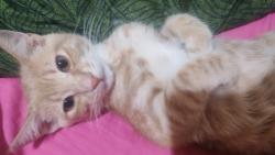 Lost Male Cat last seen Red river primary school, Cape Town, WC 7767