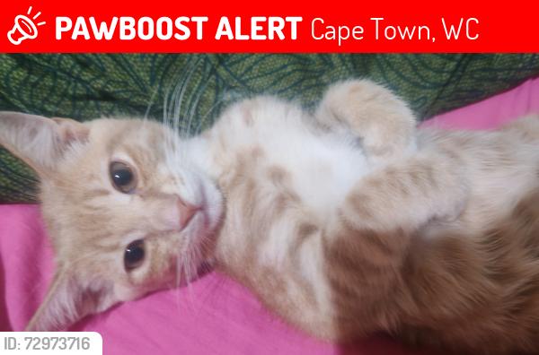 Lost Male Cat last seen Red river primary school, Cape Town, WC 7767