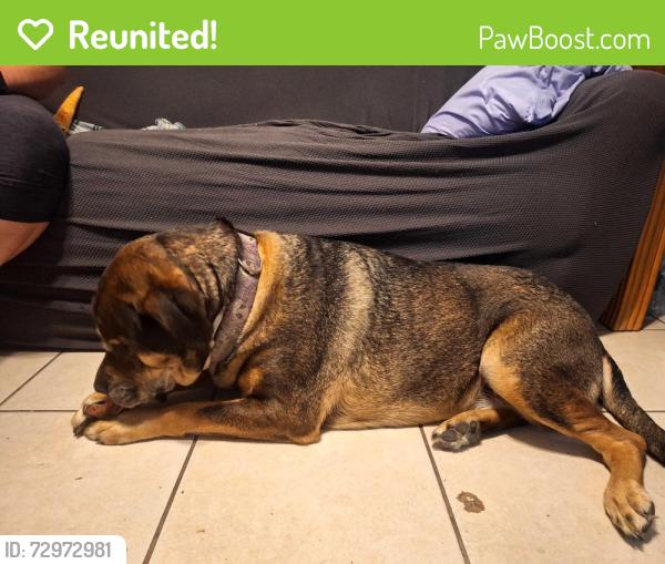 Reunited Male Dog last seen North greanleaf forest rd, Crystal River, FL 34429