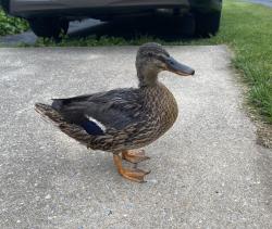 Lost Female Bird last seen East Crowell st between North 6th Ave & North 7th Ave , Lebanon, PA 17046