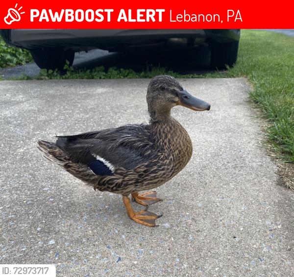 Lost Female Bird last seen East Crowell st between North 6th Ave & North 7th Ave , Lebanon, PA 17046