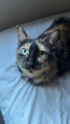 Lost Female Cat last seen Near Capitol View Terrace , Madison, WI 53713
