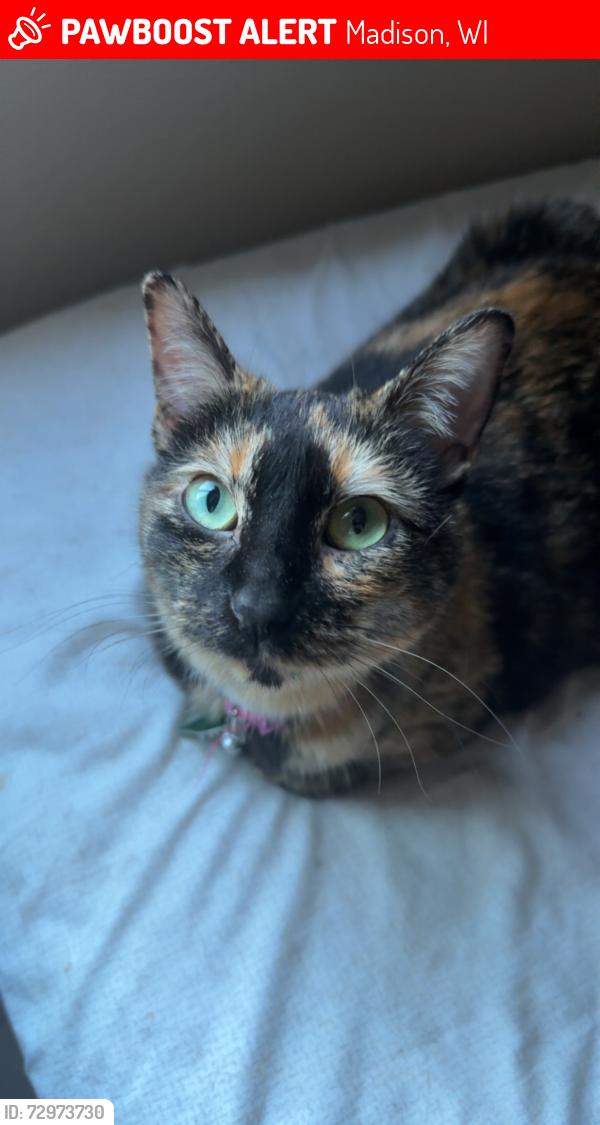 Lost Female Cat last seen Near Capitol View Terrace , Madison, WI 53713