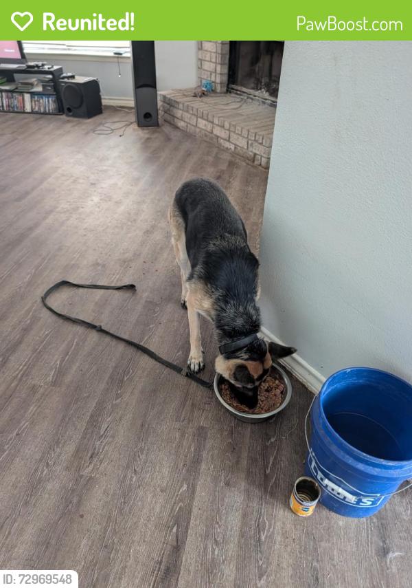 Reunited Female Dog last seen Muddy Peak Drive and Marbach Rd, San Antonio, TX 78245