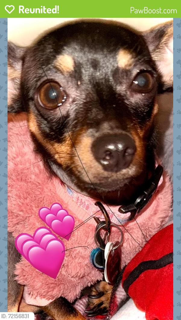 Reunited Female Dog last seen Rosebud, Oleander, Lawnview area, Corpus Christi, TX 78404