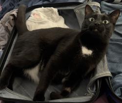 Lost Female Cat last seen Between 1331 and 1321 Oakbrook Drive, Largo, FL 33770