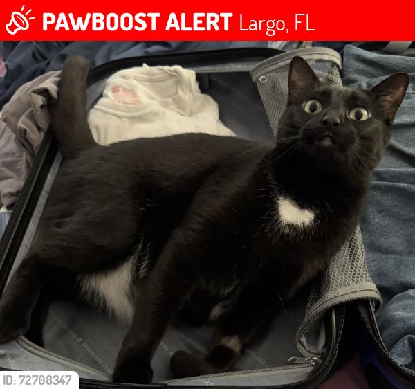 Lost Female Cat last seen Between 1331 and 1321 Oakbrook Drive, Largo, FL 33770