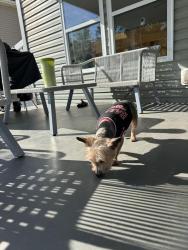 Reunited Female Dog last seen Plott rd and plaza road extension, Charlotte, NC 28215