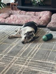 Reunited Male Dog last seen Beacon Hill Rd, Lincoln Village North, Prairie twp, Franklin County, Columbus, OH 43228