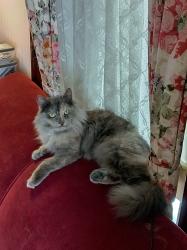 Lost Female Cat last seen Madison and Orange grove, Pasadena, CA 91104
