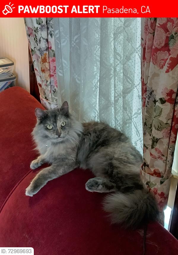 Lost Female Cat last seen Madison and Orange grove, Pasadena, CA 91104
