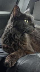 Found/Stray Unknown Cat last seen Woodland and Elaine , Keller, TX 76248