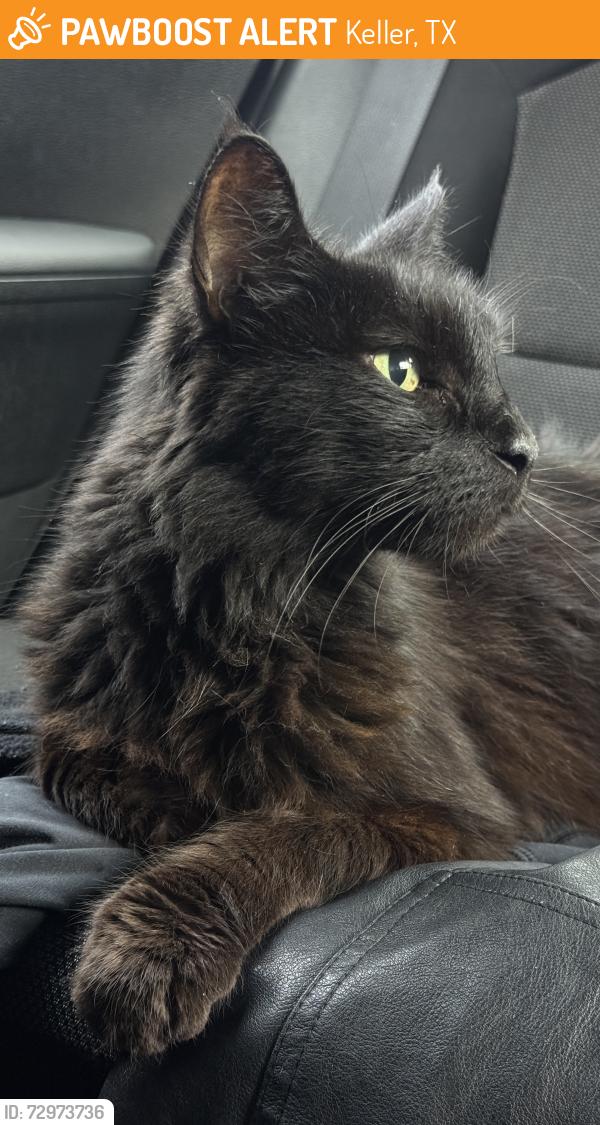 Found/Stray Unknown Cat last seen Woodland and Elaine , Keller, TX 76248