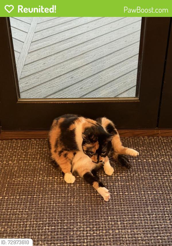 Reunited Female Cat last seen Treesdale - Near 228 and Warrendale, Gibsonia, PA 15044