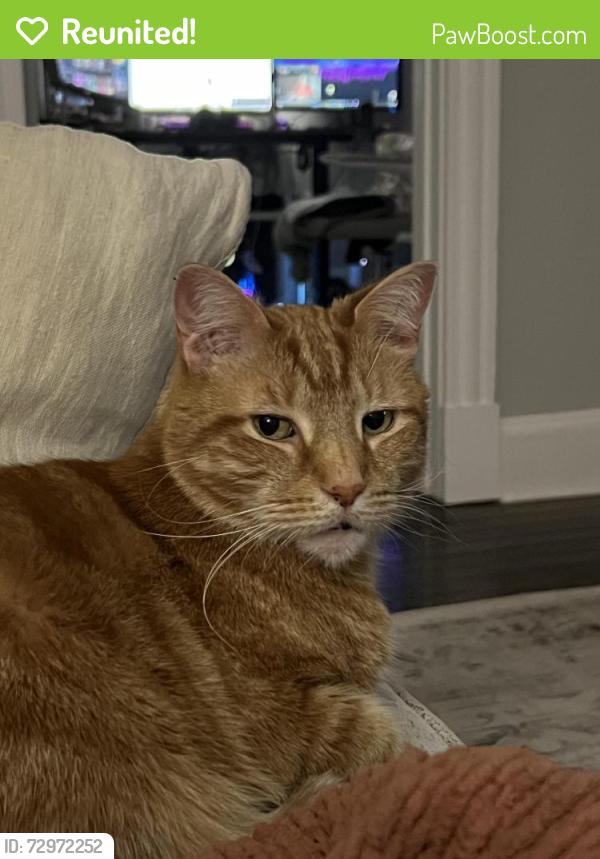Reunited Male Cat last seen Went missing nearby Poland Road and Edgewater St , Chantilly, VA 20152