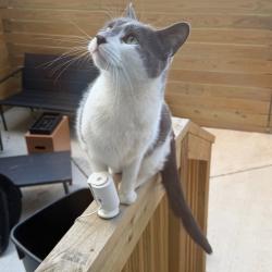 Shelter Stray Male Cat last seen , Philadelphia, PA 19140