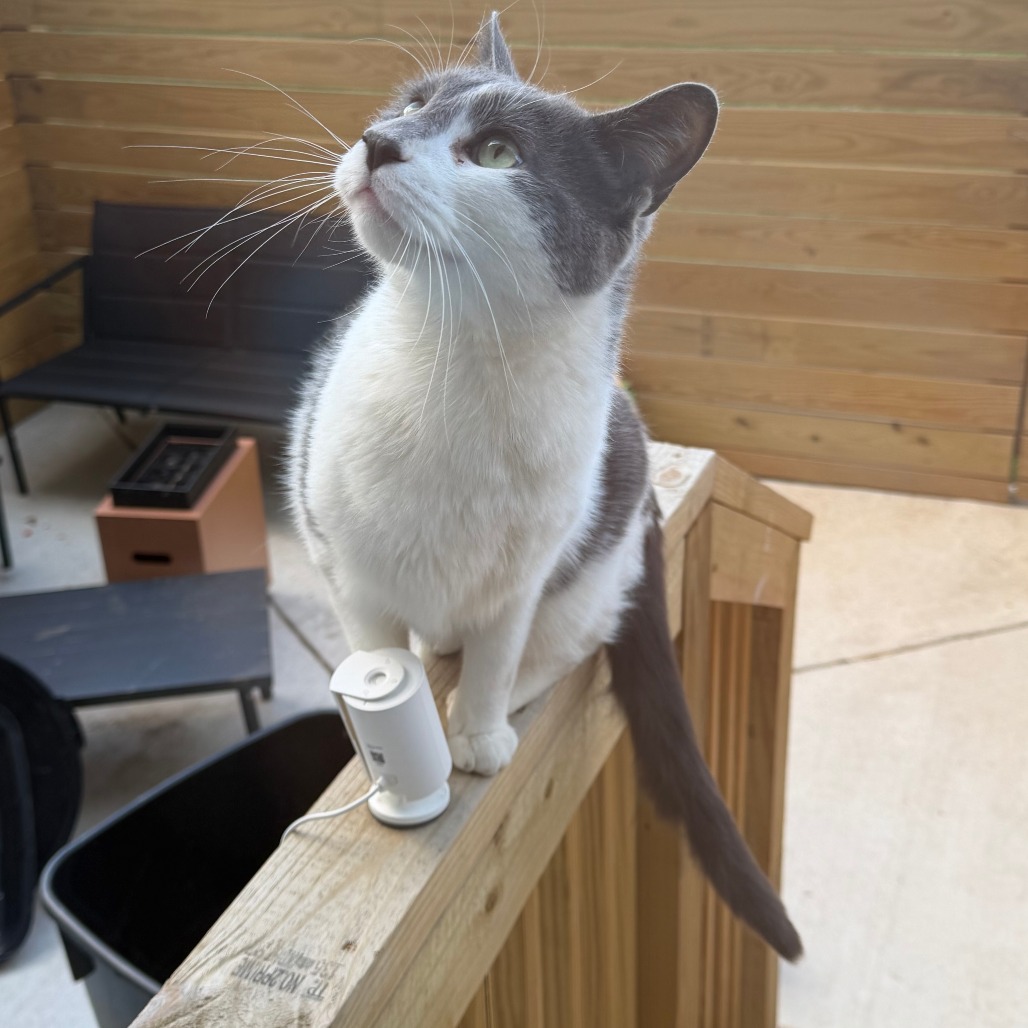 Shelter Stray Male Cat last seen , Philadelphia, PA 19140