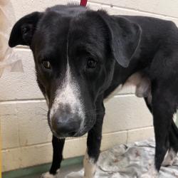 Shelter Stray Male Dog last seen , 2350 Appling City Cove, Memphis, TN 38133, USA