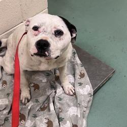 Shelter Stray Female Dog last seen , 2350 Appling City Cove, Memphis, TN 38133, USA