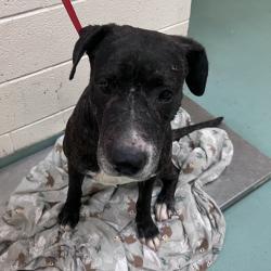 Shelter Stray Male Dog last seen , 2350 Appling City Cove, Memphis, TN 38133, USA
