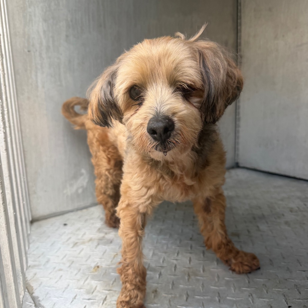 Shelter Stray Male Dog last seen , Greensboro, NC 27409