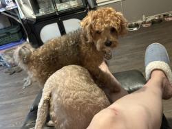 Lost Male Dog last seen Lemon tree, Palm Bay, FL 32905