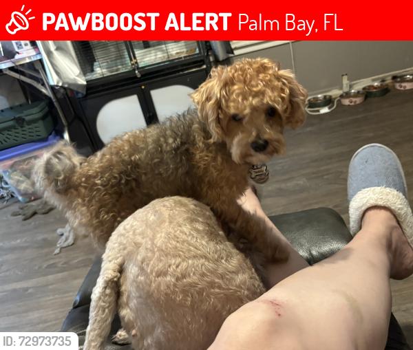 Lost Male Dog last seen Lemon tree, Palm Bay, FL 32905