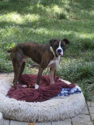 Found/Stray Male Dog last seen Blairbridge Road, Austell, GA 30168