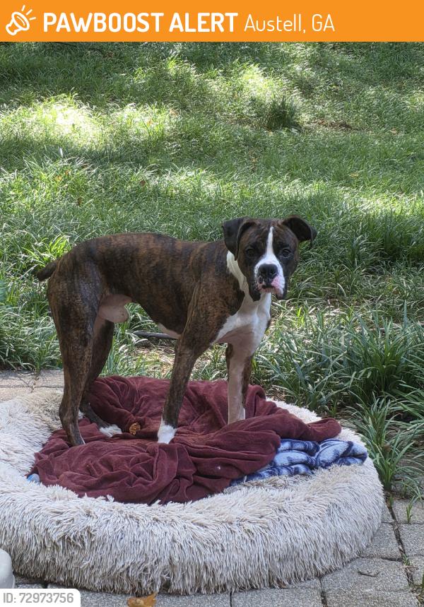 Found/Stray Male Dog last seen Blairbridge Road, Austell, GA 30168