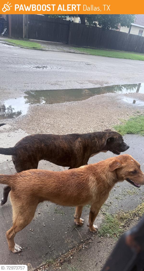 Found/Stray Male Dog last seen 12th street, Dallas, TX 75208