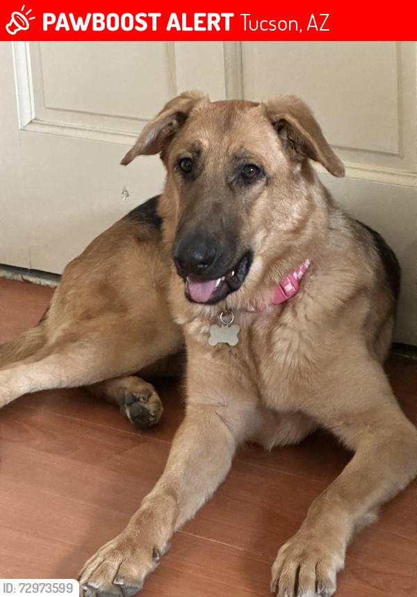 Lost Female Dog last seen Red Roof Inn, E Benson Hwy, Tucson, AZ 85713