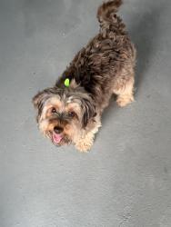 Reunited Female Dog last seen Ranch View East, Valley Ranch Neighborhood , San Antonio, TX 78254