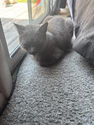 Reunited Male Cat last seen 39th Ave & 15th st, Kenosha, WI 53144