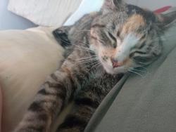 Reunited Female Cat last seen Belmont Street by the Dairygold on 5th in Caldwell. , Caldwell, ID 83605