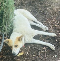 Lost Female Dog last seen 5th and Mapleton, Boulder, CO 80304