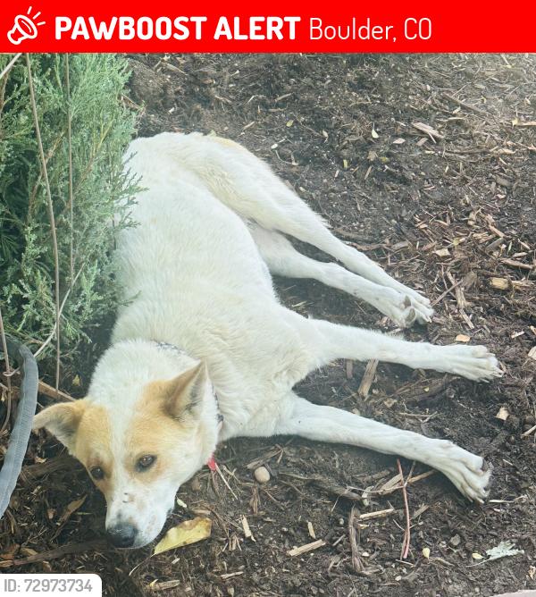 Lost Female Dog last seen 5th and Mapleton, Boulder, CO 80304