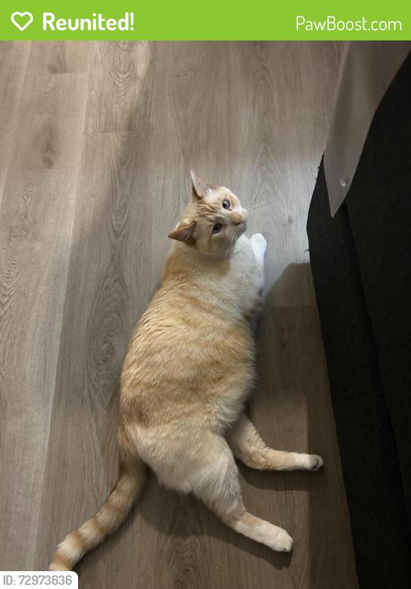 Reunited Male Cat last seen Jones Ave Pennsylvania Ave, Greer, SC 29650