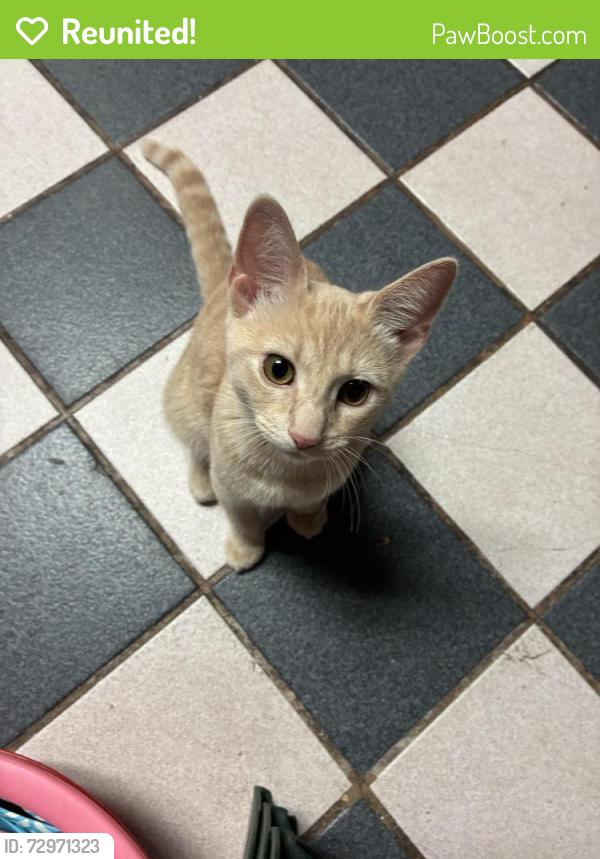 Reunited Female Cat last seen A Chadwick St, Philadelphia, PA 19146