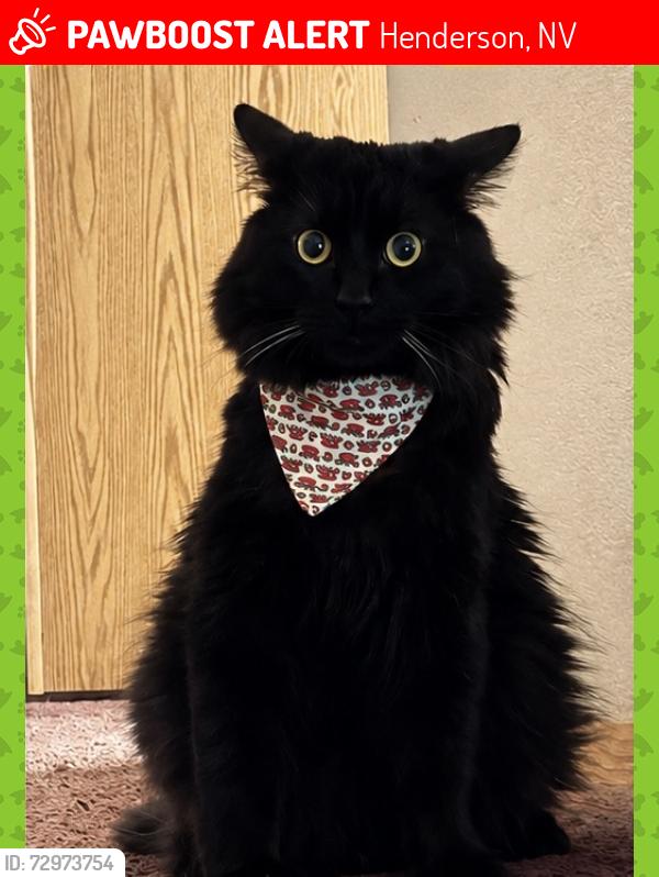 Lost Male Cat last seen Near Santa Monica Dr, Henderson, NV 89014