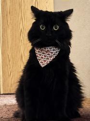 Lost Male Cat last seen Near Santa Monica Dr, Henderson, NV 89014