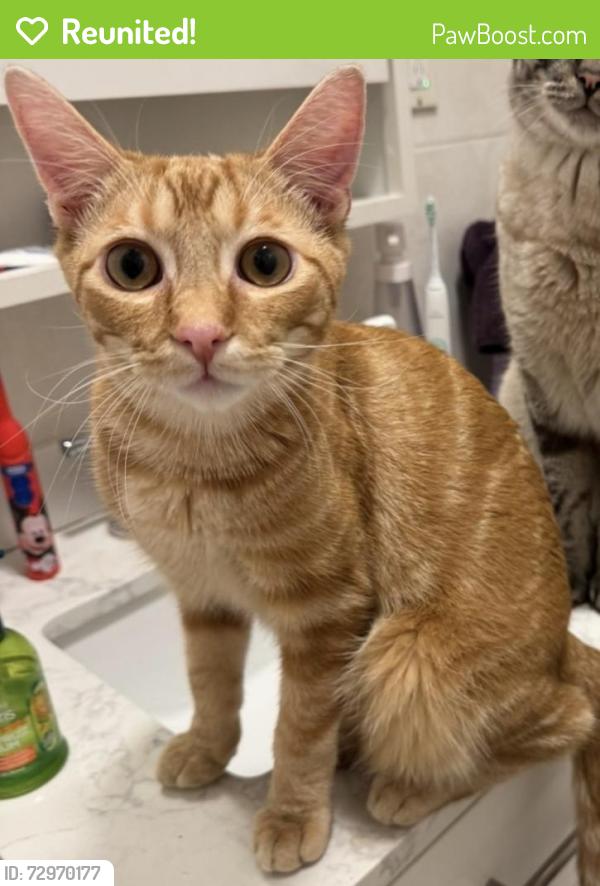 Reunited Male Cat last seen Surf Ave & Beach 46th St, Brooklyn, NY 11224