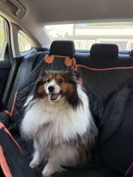 Reunited Unknown Dog last seen Roundabout on Tallassee Rd in Athens, Athens, GA 30607