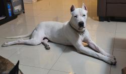 Reunited Male Dog last seen Seville Road and Fm 802, Brownsville, TX 78526