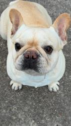 Reunited Female Dog last seen esperanza rd & elda dr, Brownsville, TX 78521