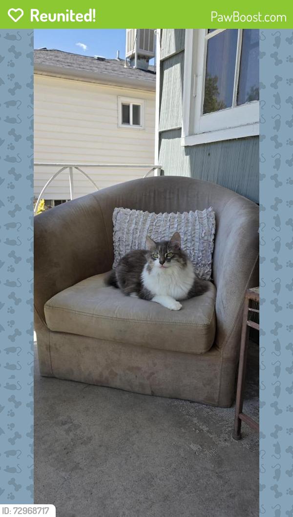 Reunited Female Cat last seen S lafayette and floyd ave, Englewood, CO 80113