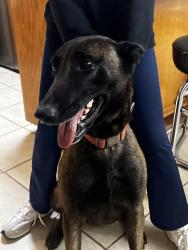 Reunited Female Dog last seen Seville street and FM 802, Brownsville, TX 78526