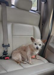 Lost Male Dog last seen Centergrove Rd, Kannapolis, NC 28083