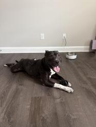 Found/Stray Male Dog last seen Kernan and beach blvd, Jacksonville, FL 32224