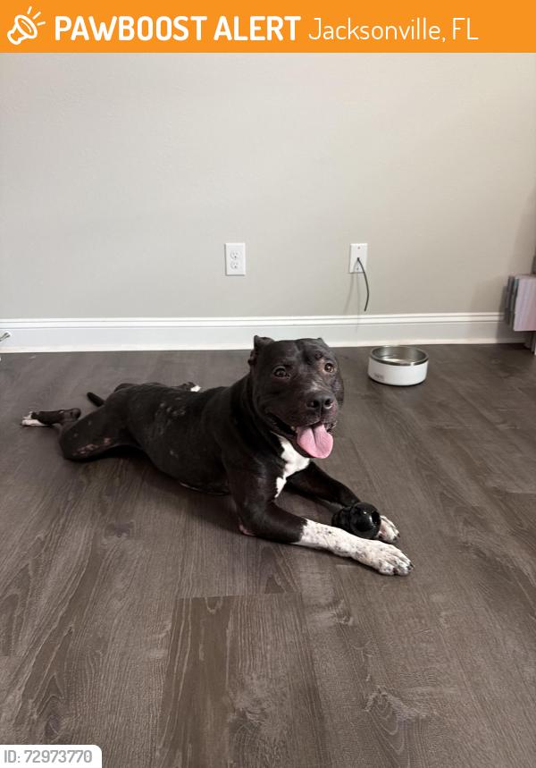 Found/Stray Male Dog last seen Kernan and beach blvd, Jacksonville, FL 32224